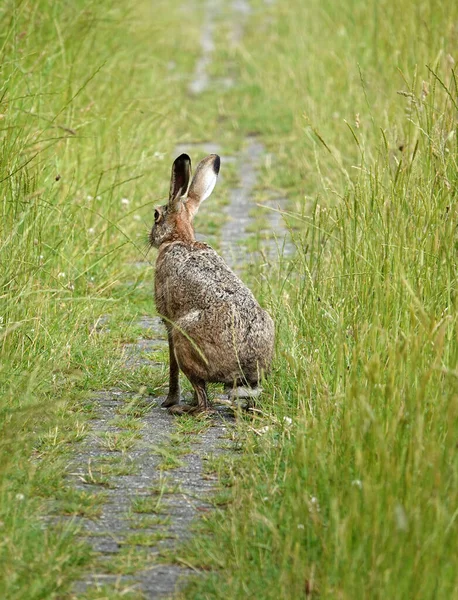 A European hare turning  when he discovered he was not alone on the footpath. He was first running towards the photographer.