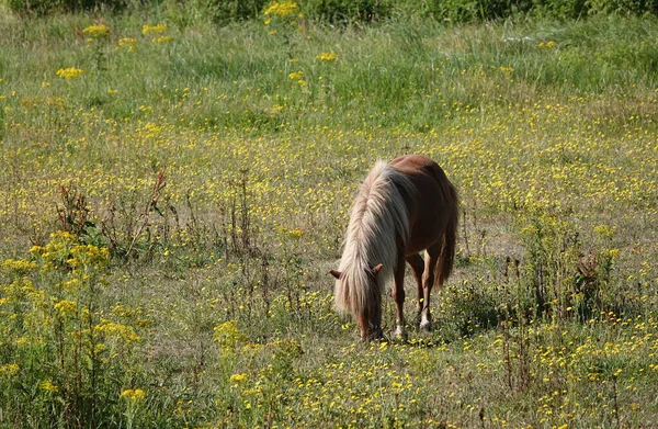 Chestnut Pony Flaxen Manes Grazing Meadow Meadow Full Wildflowers — Stok fotoğraf