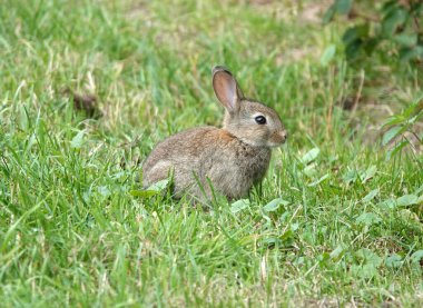 Avrupa tavşanı (Oryctolagus cuniculus) ya da çimenlerde oturan koni