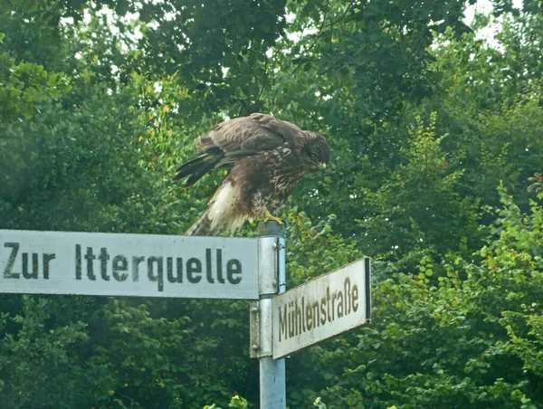 Common Buzzard Folds His Wings While Moving German Street Name — Foto de Stock