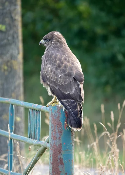 A common buzzard sitting on a pole of an old fence