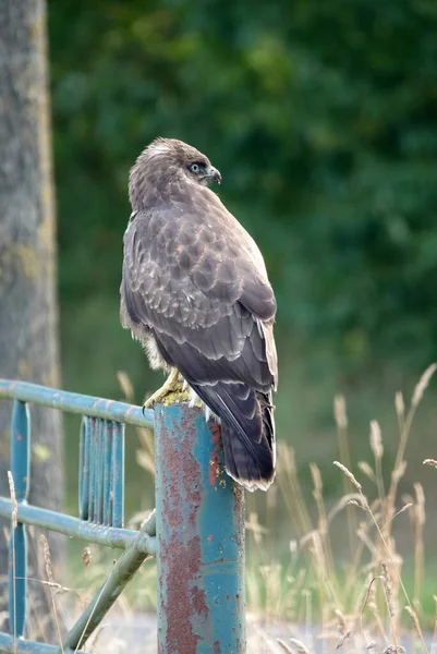 A common buzzard sitting on a pole of an old fence