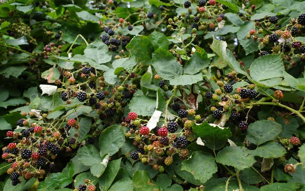 Ripening Blackberries Grow Here Large Masses Location Neuenhaus Germany — Zdjęcie stockowe