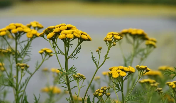 Yellow Common Tansy Flowers Tanacetum Vulgare Grey Blurred Background Plant — Zdjęcie stockowe