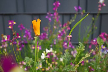 Mixed wildflowers in front of a grey fence. A seed mixture to attract bees and birds. The orange flower is a California poppy