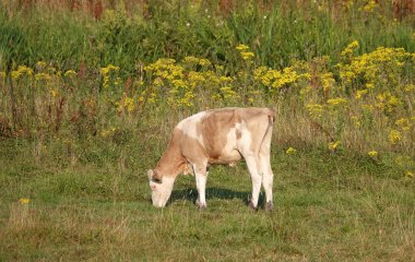 Pale brown calf. It has distinct markings like a red Holstein Frisian cow, but they are  more pale in color.
