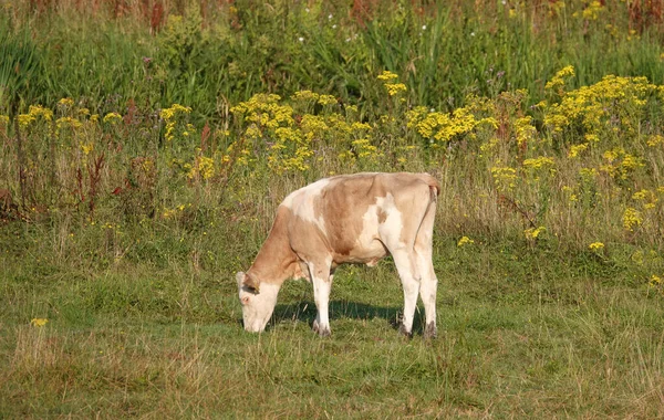 Pale Brown Calf Has Distinct Markings Red Holstein Frisian Cow — Stock Fotó