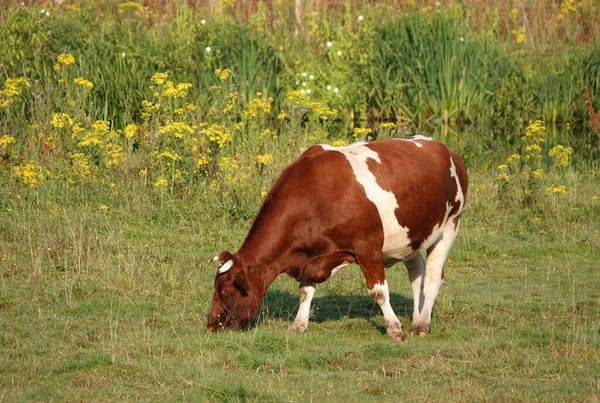 Horned red and white cow with piebald patterns grazing in a meadow. I'm not sure about  the breed... holstein-frisian cow or a special Dutch breed like MRIJ