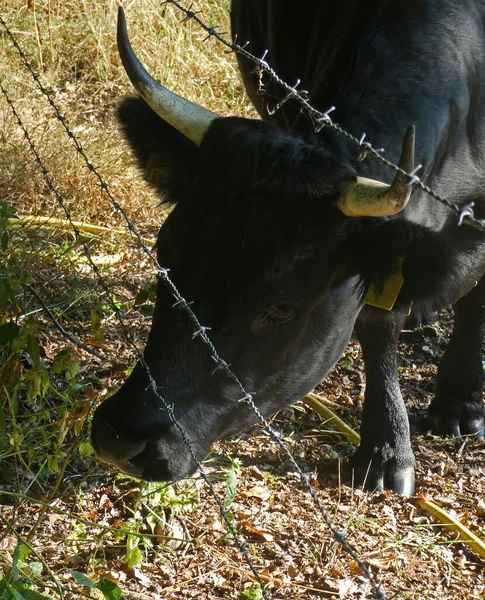 Head Black Dexter Cow Trying Get Something Eat Other Side — Stock Fotó