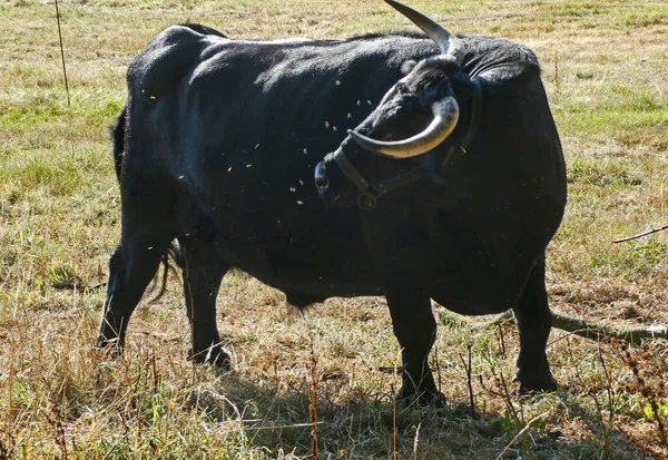 Black Dexter Cow Annoyed Flies — Foto de Stock