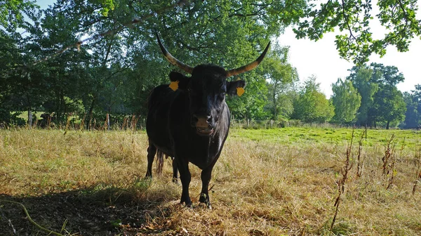 Black Dexter Cow Horns Standing Paddock Germany Summer Very Dry — Foto de Stock
