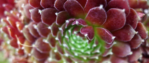 Close Houseleek Variety Sempervivum Tectorum Plant Succulent — Stockfoto
