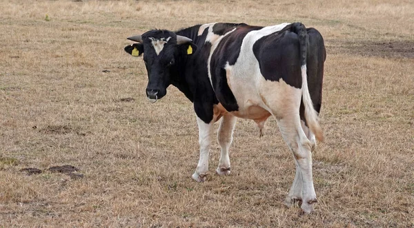 Holstein Frisian Bull Turning His Head Has Shapely Horns Nose — Fotografia de Stock