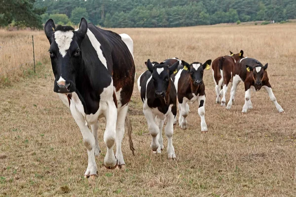 Running Holstein Frisian Cow Lot Calves Here Meadow Calves Raised — Fotografia de Stock