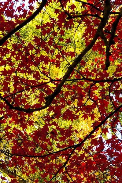 Листья Красного Японского Клена Другим Деревом Жёлтыми Листьями — стоковое фото