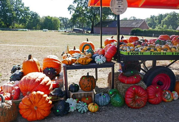A pumpkin sales booth in the Netherlands. The selling is based on trust. The prices are on the pumpkins and there is a piggy-bank to put the money in.