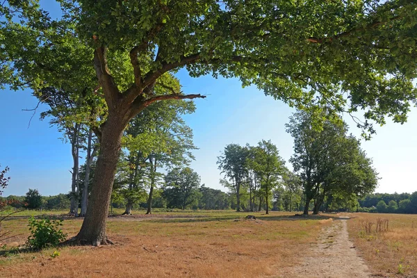 Hiking Trail Dry Grassland Oak Tree Hangs Branch Canopy Path — Stock Photo, Image