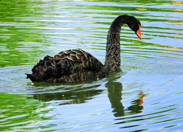 Schwarzer Schwan Betrachtet Sein Spiegelbild Wasser Wie Narziss Ort Detmold — Stockfoto