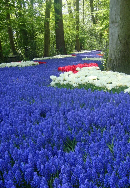 Sea Blue Flowers River Blue Flowers Muscari Grape Hyacinths Pink — Stock Photo, Image