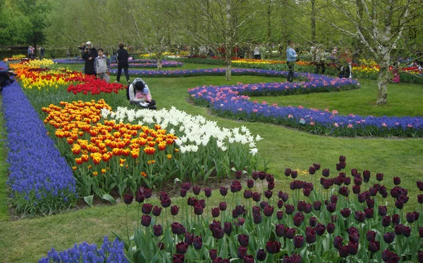 Keukenhof Holandia Kwietnia 2009 Tulipany Niebieskie Hiacynty Winogronowe Kwietnikach Turyści — Zdjęcie stockowe