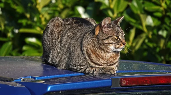 塔比猫躺在一辆蓝色汽车的车顶上很放松 — 图库照片