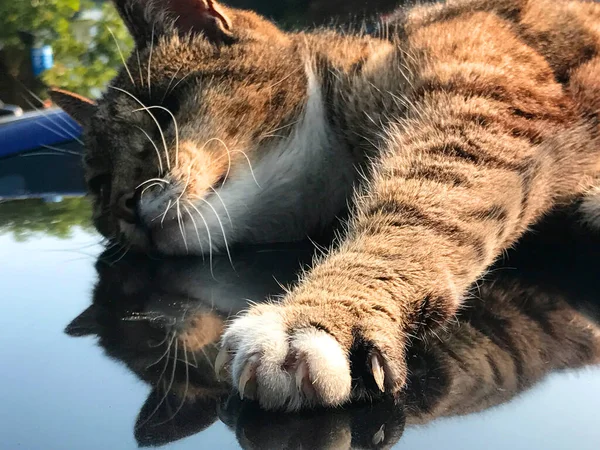 完全放松的胖胖的猫伸出他的爪子和指甲 他躺在车顶上 倒映在车顶上 — 图库照片