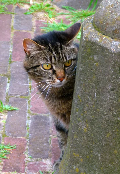 一只长着一双引人注目的黄色眼睛的胖胖的猫坐在石柱后面 是典型的荷兰石柱 他在拐角处偷窥 — 图库照片