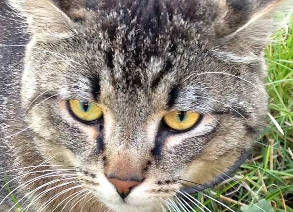 一只灰棕色的肥猫的脸的特写 — 图库照片