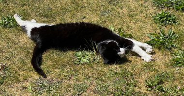 Yaşlı smokinli kedi çimlerin üzerinde geriniyor.
