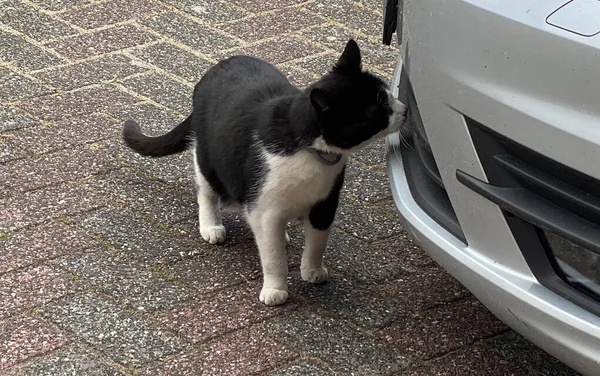塔克塞多猫用鼻子调查一辆汽车 — 图库照片