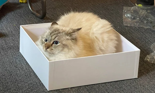 一只恼怒的玩具娃娃猫坐在一个白色的盒子里 她的耳朵向后张开了 — 图库照片