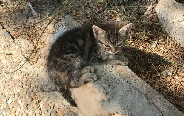 小猫躺在阳光下 在西班牙是一只无家可归的小野猫 — 图库照片