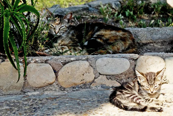 小猫躺在阳光下 母猫躺在阴影里 这些是在西班牙无家可归的小野猫 — 图库照片