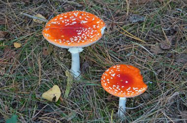 Sonbahar zamanı, ormanda kırmızı şapkalı mantarlar demektir. Zehirli sinek agarik ya da sinek amanita