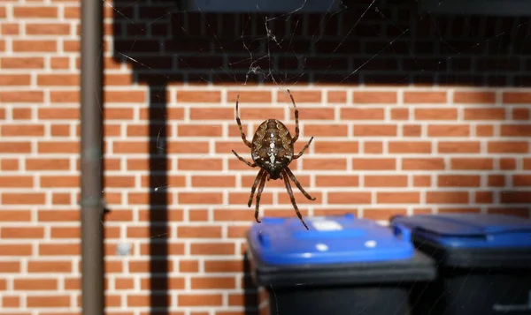 Кросс Паук Araneus Diadematus Живущий Городе Заднем Плане Видны Европейские — стоковое фото