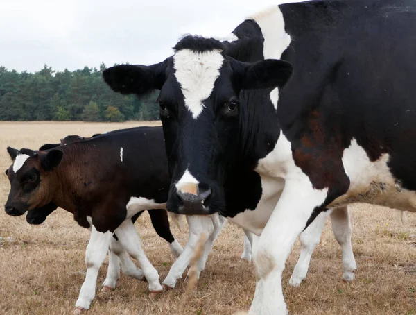 Holstein Friesian Vaca Mãe Com Bezerros Prado Alemanha Vaca Está — Fotografia de Stock