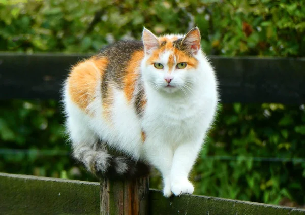 一只黄眼睛的卡利科猫坐在栅栏上 有这种毛的猫大多是雌性的 — 图库照片