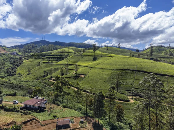 Sri Lanka. Région de Nuwara Eliya. Plantations de thé vert alpin sur les pentes des montagnes. Tirer de l'air sur un drone. Jour ensoleillé, ciel bleu nuageux. — Photo