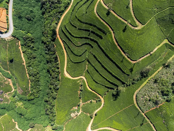 Sri Lanka. Région de Nuwara Eliya. Plantations de thé vert alpin sur les pentes des montagnes. Tirer de l'air sur un drone. Journée ensoleillée. Vue - verticalement d'en haut. — Photo