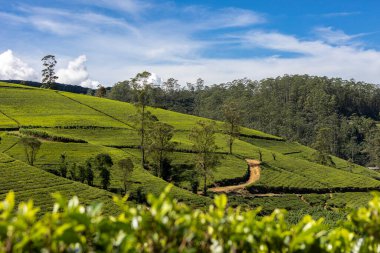 Ceylon. Sri Lanka. Nuwara Eliya. Panoramic view of the beautiful green tea plantations on a clear sunny day with a blue sky with clouds.
