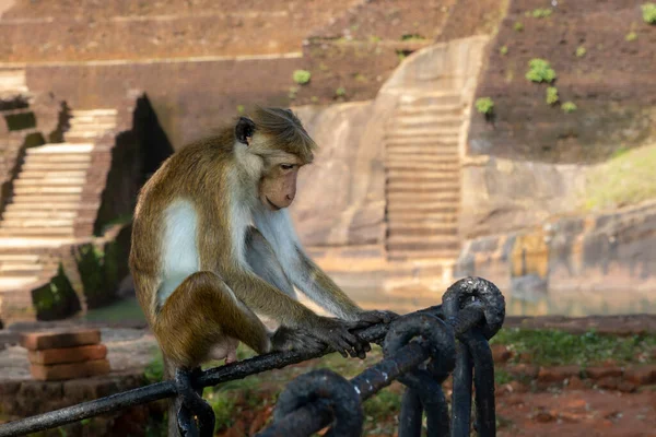 Sri Lanka. Sigiriya. Lion Rock. Un singe mignon est assis sur la clôture. — Photo
