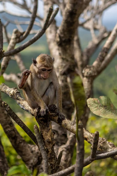 Sri Lanka. Un singe mignon est assis sur un arbre. Dans le contexte d'une jungle verte. — Photo