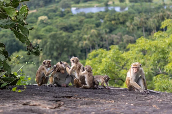 Sri Lanka. Une famille de singes mignons sur le fond de la forêt. — Photo