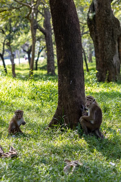 Sri Lanka. Une famille de singes mignons dans la forêt. — Photo
