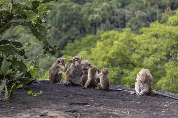 Sri Lanka. Une famille de singes mignons sur le fond de la forêt. — Photo