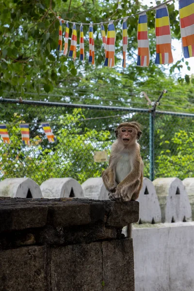 Sri Lanka. Mignon singe assis sur une clôture dans une grotte temple bouddhiste à Dambulla. — Photo