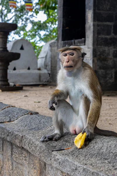 Sri Lanka. Een schattige aap zit op een hek met een banaan in zijn hand in een grot Boeddhistische tempel in Dambulla. — Stockfoto