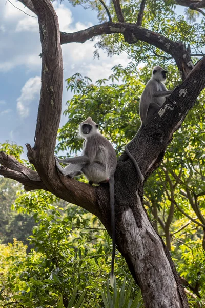 Sri Lanka. Un singe mignon est assis sur un arbre. Dans le contexte d'une jungle verte. — Photo