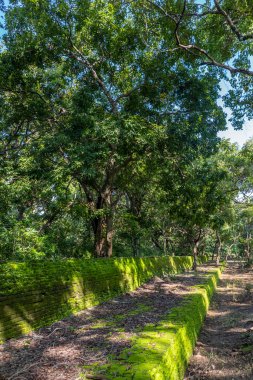 Sri Lanka. Antik Polonnaruwa şehri. Duvarda büyük yeşil bir ağaç