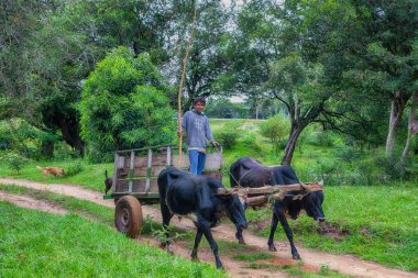 Natalicio Talavera, Guaira, Paraguay - 19 Mart 2022 Paraguay ormanında fakir bir çiftçi ve iki köpeği. 